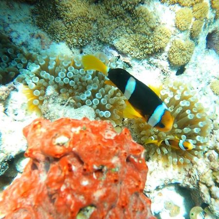 Dhangethi INN Bagian luar foto